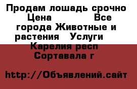 Продам лошадь срочно › Цена ­ 30 000 - Все города Животные и растения » Услуги   . Карелия респ.,Сортавала г.